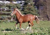 Billede