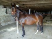 Billede