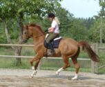 Billede