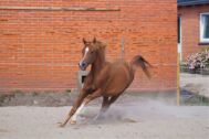 Billede