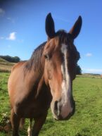 Billede