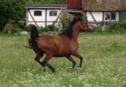 Billede