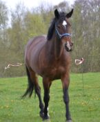 Billede