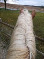Billede