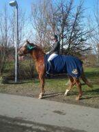 Billede