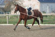 Billede
