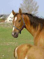 Billede