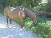 Billede