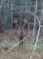 Billede