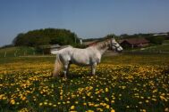 Billede