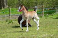 Billede
