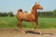 Billede