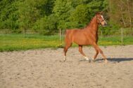 Billede
