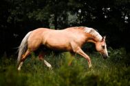 Billede