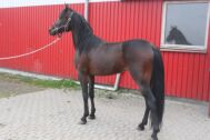 Billede
