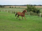 Billede