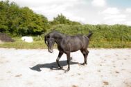 Billede