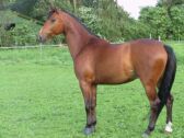 Billede