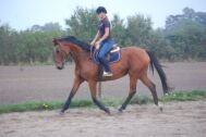 Billede