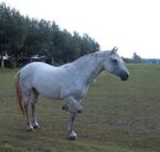 Billede