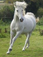 Billede