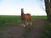 Billede