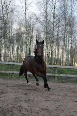 Billede