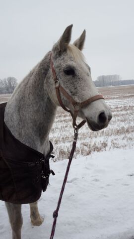 Billede