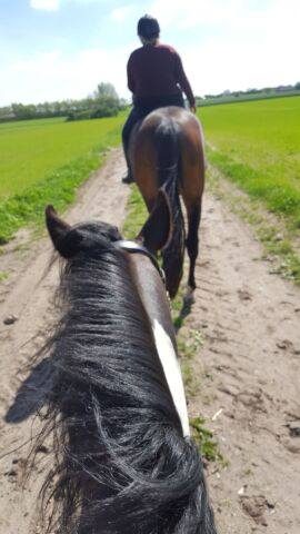 Billede