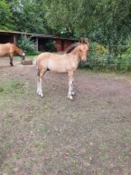 Billede