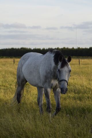 Billede