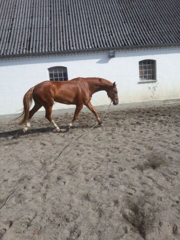 Billede