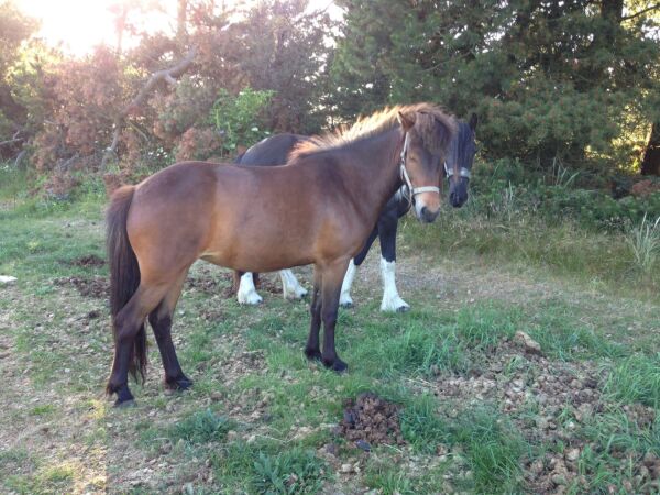 Billede