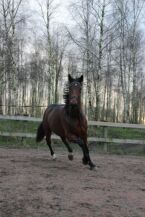 Billede
