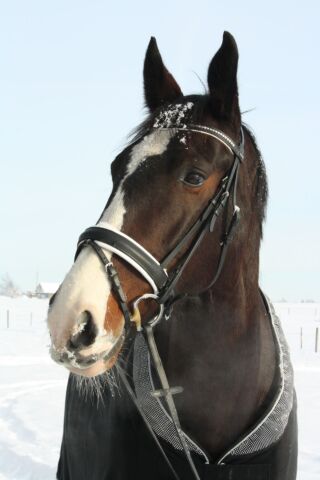 Billede