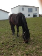 Billede