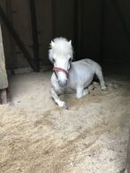 Billede