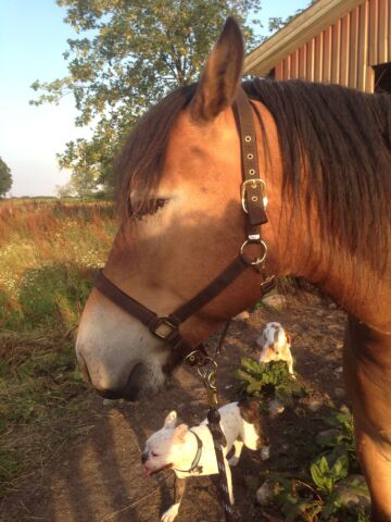 Billede