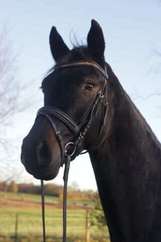 Billede