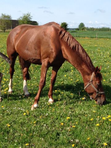 Billede