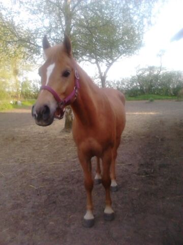 Billede