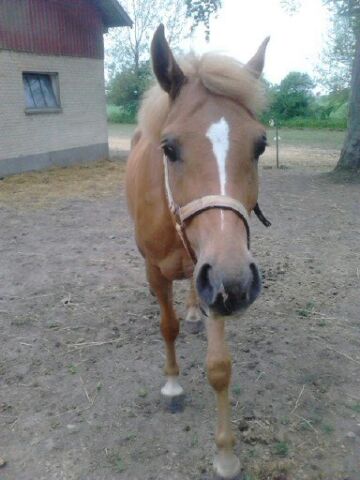 Billede