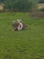 Billede