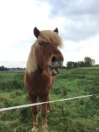 Billede