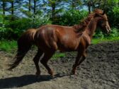 Billede