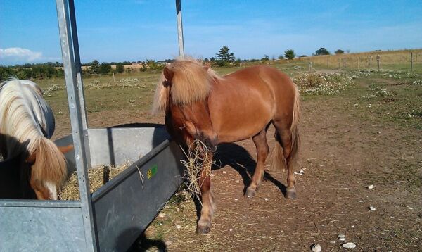 Billede