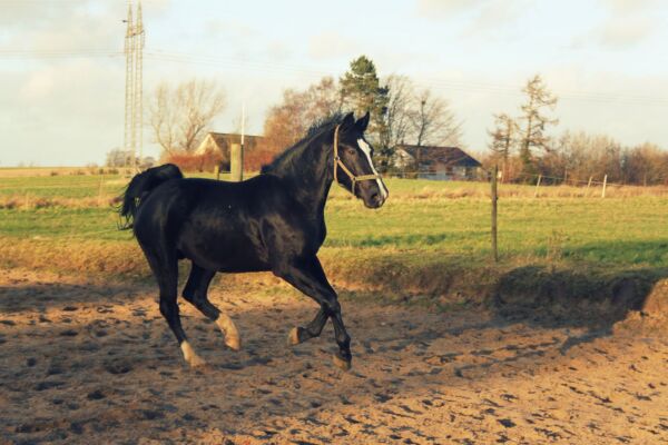 Billede