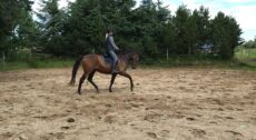 Billede