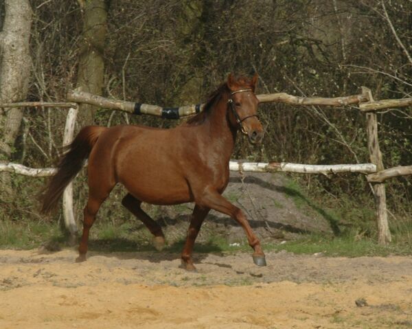 Billede