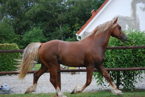 Billede